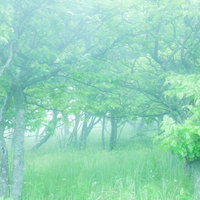 朝露の時間、待ち合わせの場所へと向かう霧の森の写真