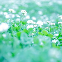 低い位置から見上げた地面に咲く白い小さな花と緑の葉の写真