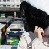 バスでドナドナ、スマホを持つエト牛のかぶりもの姿の写真