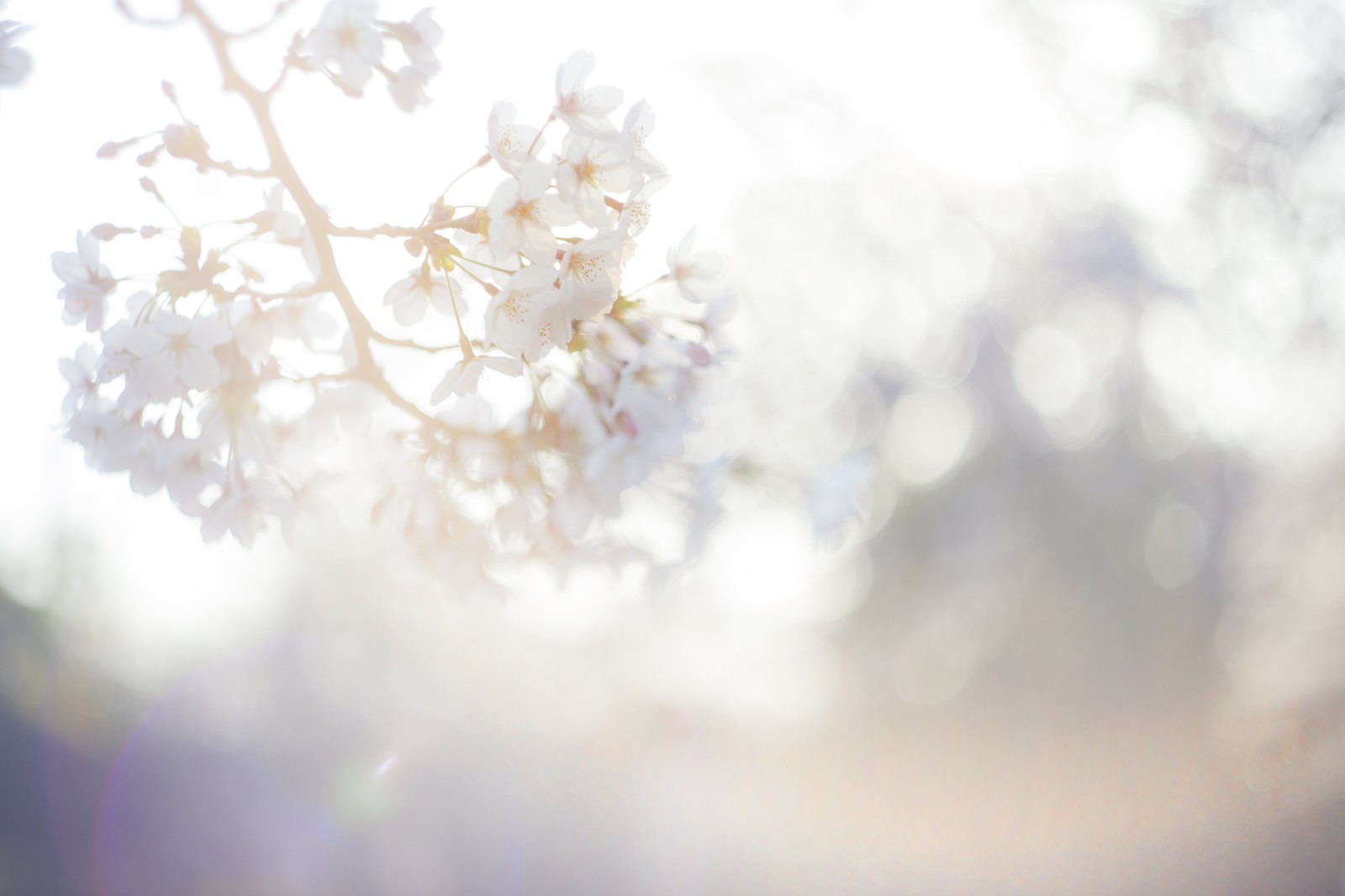 柔らかい光が差し込むぼけた背景に5枚の花びらの白い小花が咲く枝