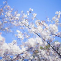 青空に向かって枝が交差しながら白い桜が咲き誇る春の写真