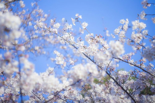青空に向かって枝が交差しながら白い桜が咲き誇る春