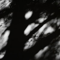 思惑が乱れる影の木漏れ日 モノクロの不気味な光と影のテクスチャーの写真