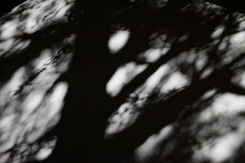 思惑が乱れる影の木漏れ日 モノクロの不気味な光と影のテクスチャー