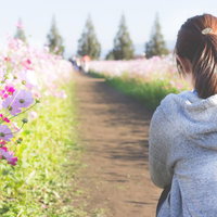コスモス畑を眺める女性 秋の花々に癒される後ろ姿の写真