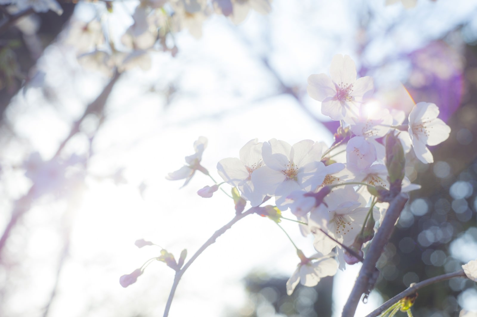 明るい空を背景に枝に咲く5枚の花びらと黄色いおしべの白い桜