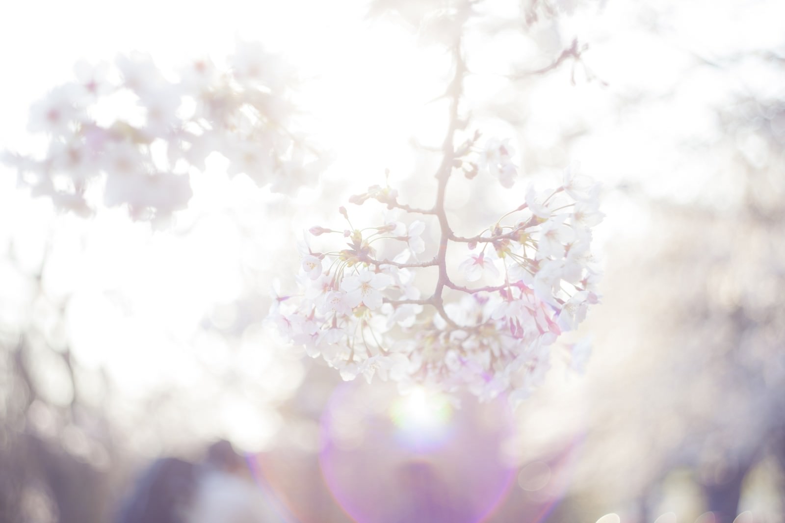 春の桜の枝に咲く白い小花