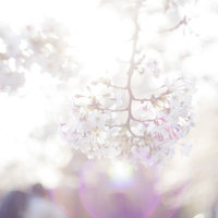 春の桜の枝に咲く白い小花（期待感）の写真