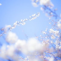 青空を背景に細い枝に沿って密集して咲く白い桜の花の写真