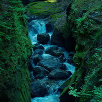 木々に囲まれた緑の中を水が流れる沢の自然風景の写真