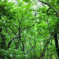 行く手を阻む樹海の大自然 - 密生する樹木と複雑に絡み合う枝の写真