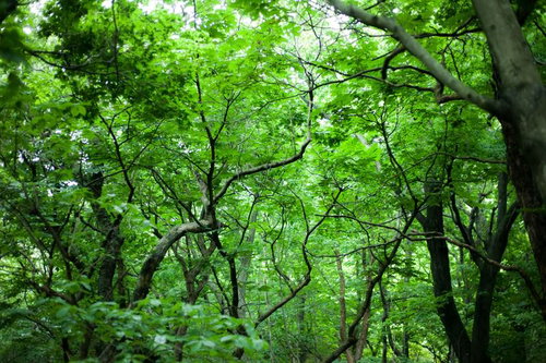 行く手を阻む樹海の大自然 - 密生する樹木と複雑に絡み合う枝