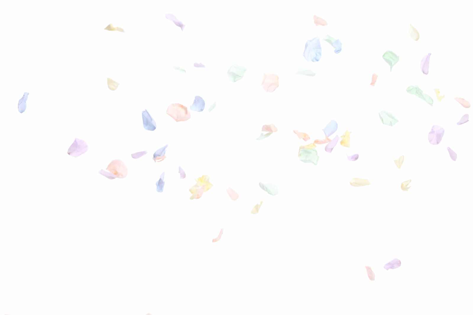 白い背景に花びらが舞うフラワーシャワー
