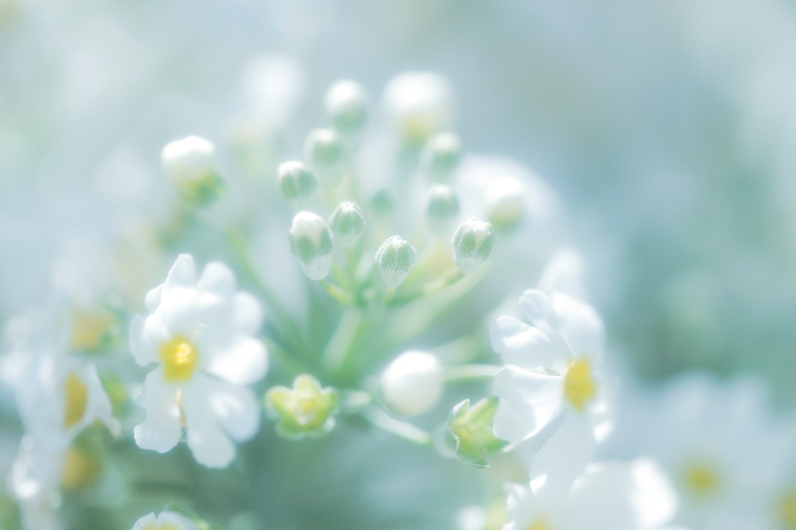 柔らかい光の中に咲く白い小花