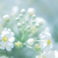 柔らかい光とぼけた背景に咲く白い4枚花びらの小花の写真