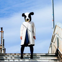 牛おんな、今日も元気です！の写真