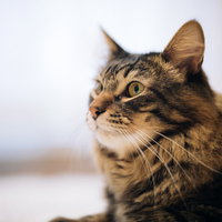 毛艶がいい飼い猫のくつろぎの写真