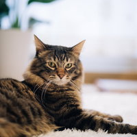 飼い主の気配を感じ取った猫の視線 キジトラ猫の凝視の写真