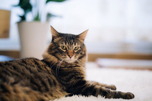 飼い主の気配を感じ取った猫の視線 キジトラ猫の凝視