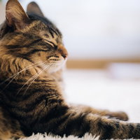 寝落ち気味にゃんこの横顔、薄目で遠くを見つめるキジトラ猫の写真