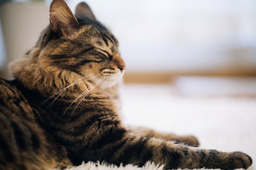 寝落ち気味にゃんこの横顔、薄目で遠くを見つめるキジトラ猫