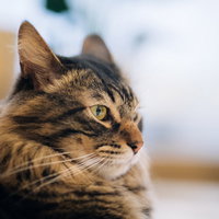 こちらを見つめるキジトラ猫の鋭い視線の写真