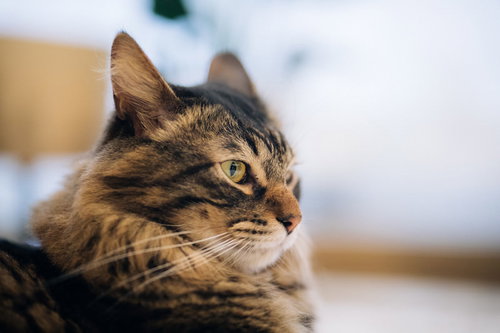 こちらを見つめるキジトラ猫の鋭い視線