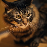 おあずけで落ち込む猫、やや下向きの残念そうな表情の写真