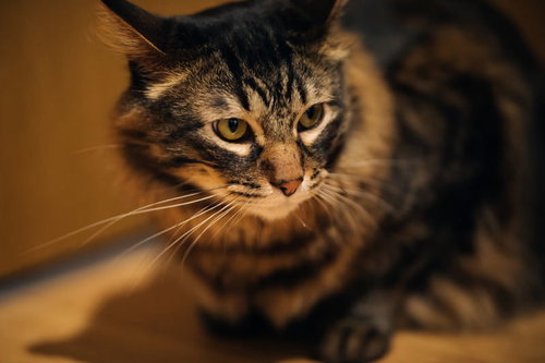 おあずけで落ち込む猫、やや下向きの残念そうな表情