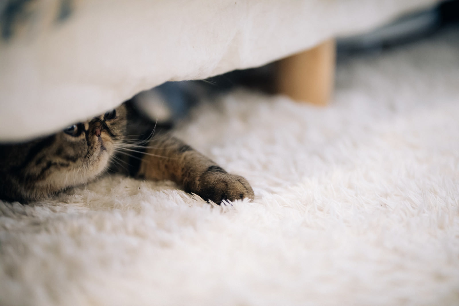 ベッドの下から顔をのぞかせる縞模様の猫