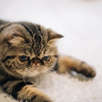 潰れた顔で横を向くエキゾチックショートヘアの猫の写真