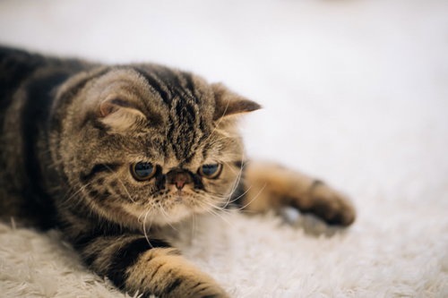 潰れた顔で横を向くエキゾチックショートヘアの猫