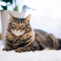 大人の余裕さえ感じ取れる紳士な猫の凛々しい表情の写真