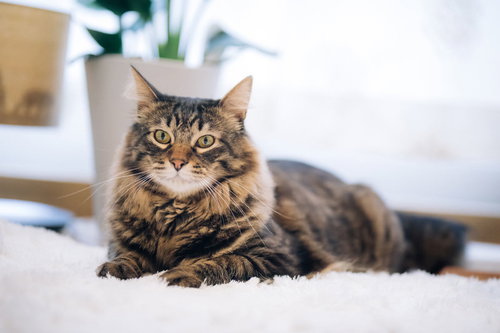 大人の余裕さえ感じ取れる紳士な猫の凛々しい表情