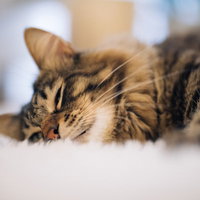 爆睡猫ネルニャン〜白い床で気絶する姿〜疲労困憊の写真