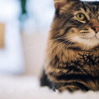 でも、お高いんでしょ?（猫）の写真