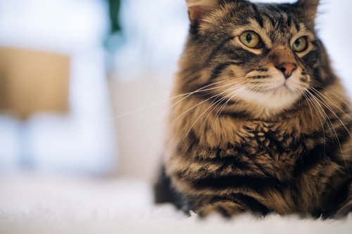 でも、お高いんでしょ?（猫）