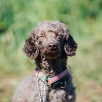 「それはよかったですね」にっこりわんこの写真