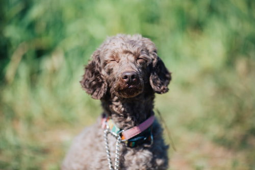 「それはよかったですね」にっこりわんこ