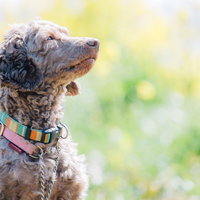 飼い主の言うことを聞く、しつけのできた犬。トイプードルのおすわりの写真