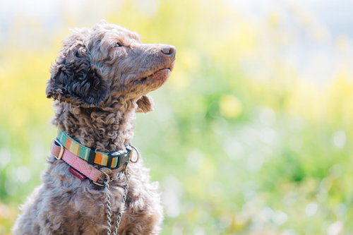 飼い主の言うことを聞く、しつけのできた犬。トイプードルのおすわり