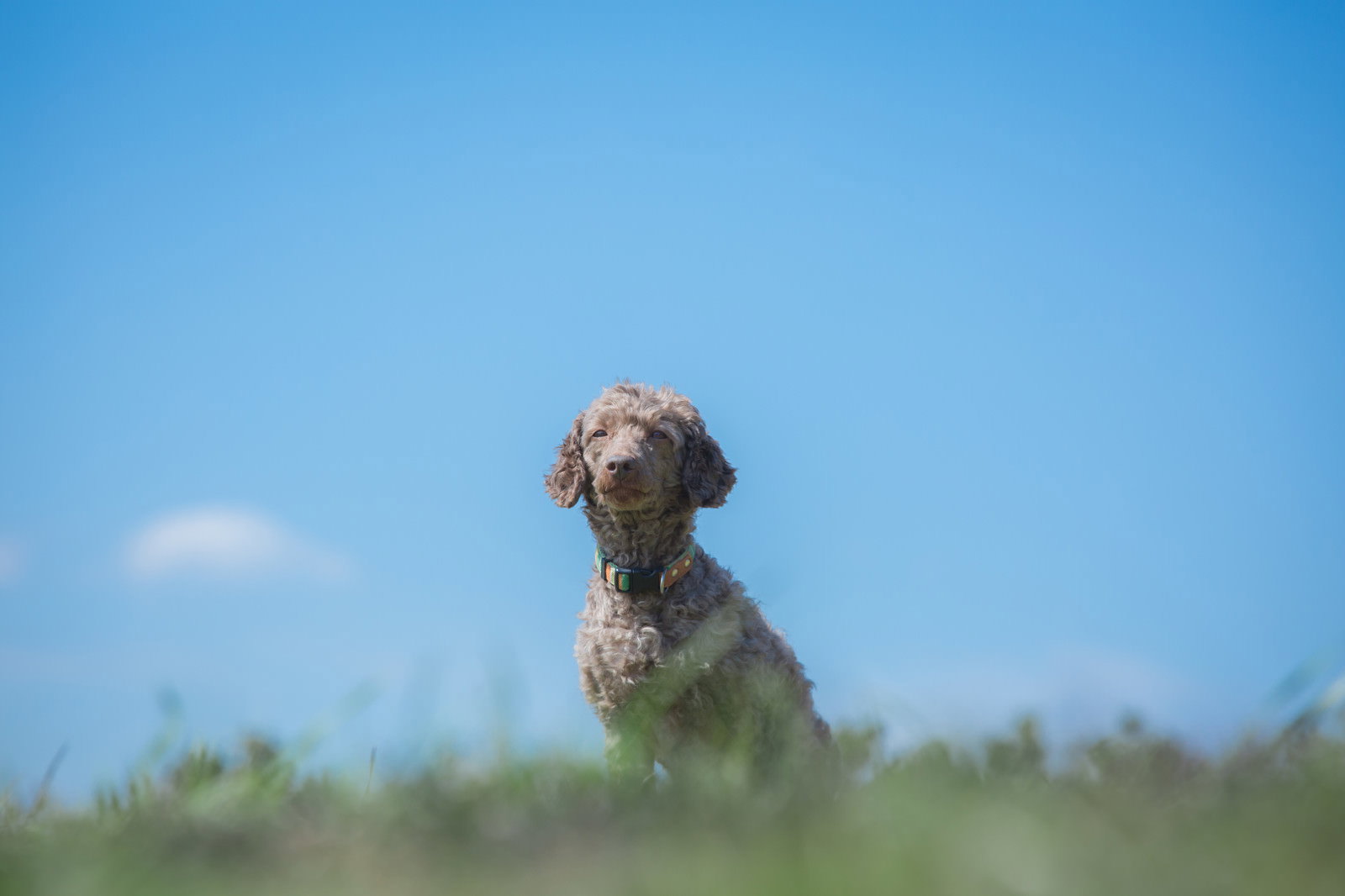 青空を背景に草原に座る犬