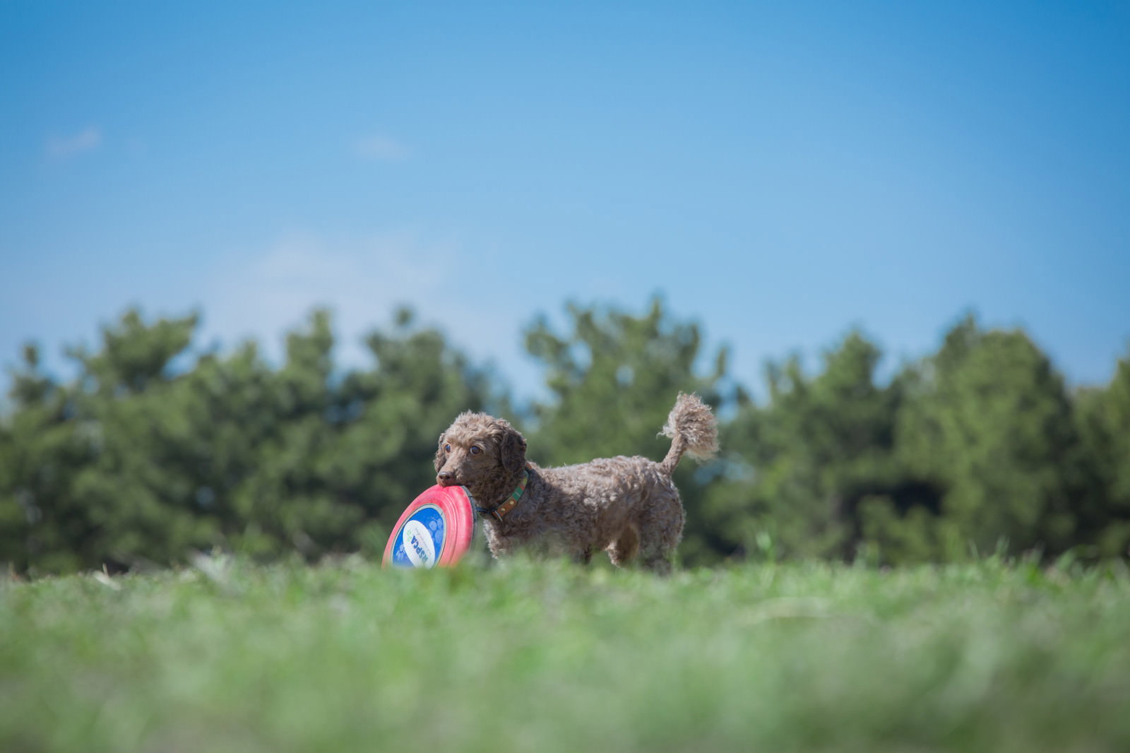 赤いフリスビーをくわえて芝生に立つ犬
