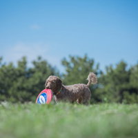 フリスビー取ってきたワン、緑の芝生で赤いディスクをキャッチする犬の写真