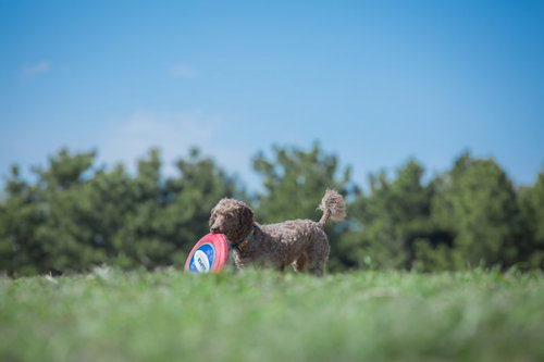 フリスビー取ってきたワン、緑の芝生で赤いディスクをキャッチする犬