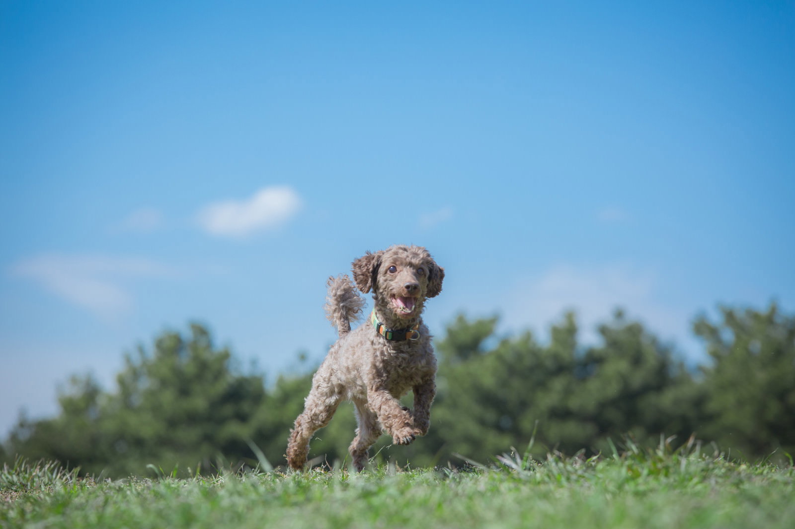 青空の下、芝生で舌を出す小型犬