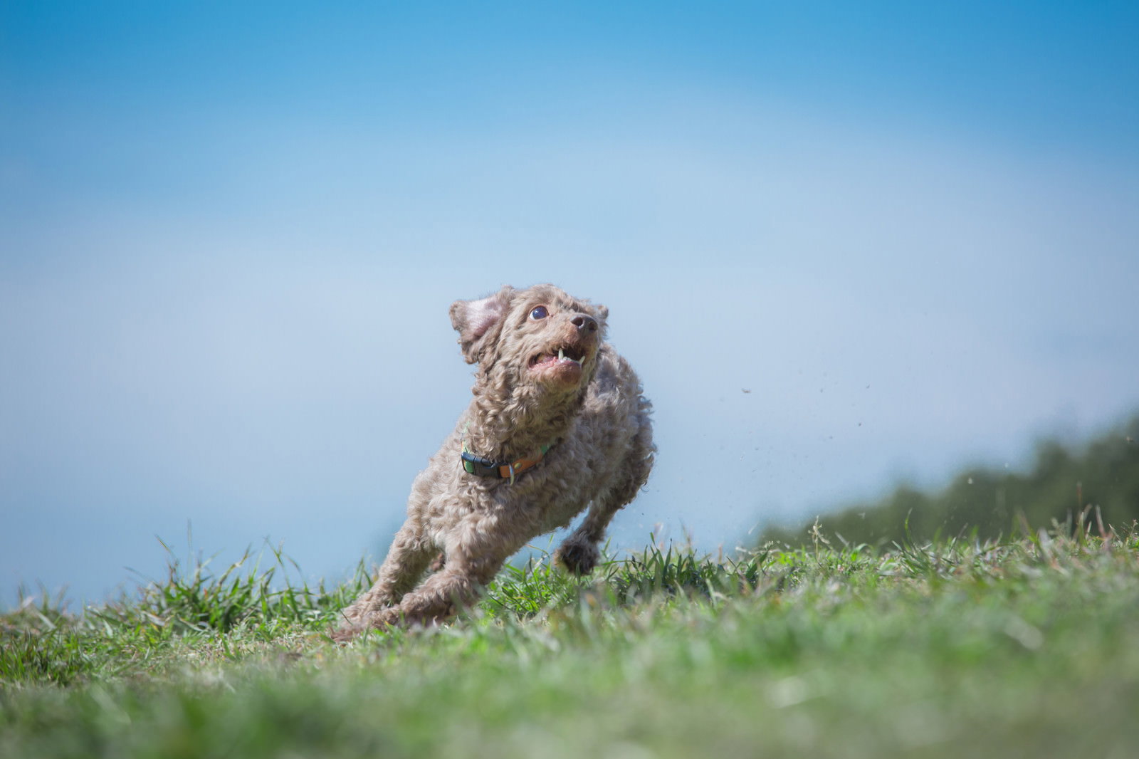 青空の芝生をダッシュする犬