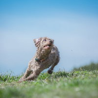 青空の草原をダッシュする犬の写真