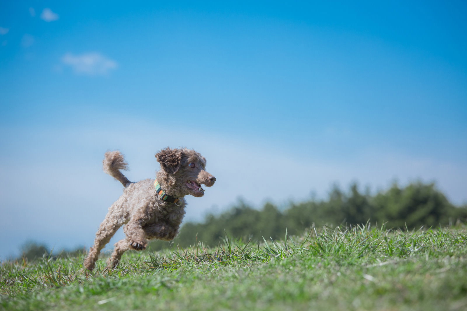 芝生を全力で走る茶色い小型犬