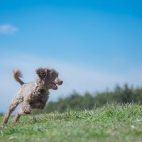 広い公園を縦横無尽に走る茶色の小型わんちゃんの写真